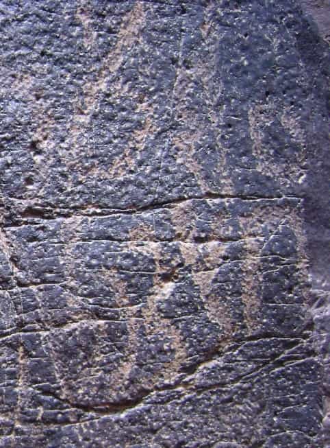 الشرعي ضركام13